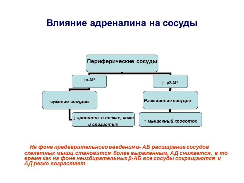 Влияние адреналина на сосуды        На фоне предварительного